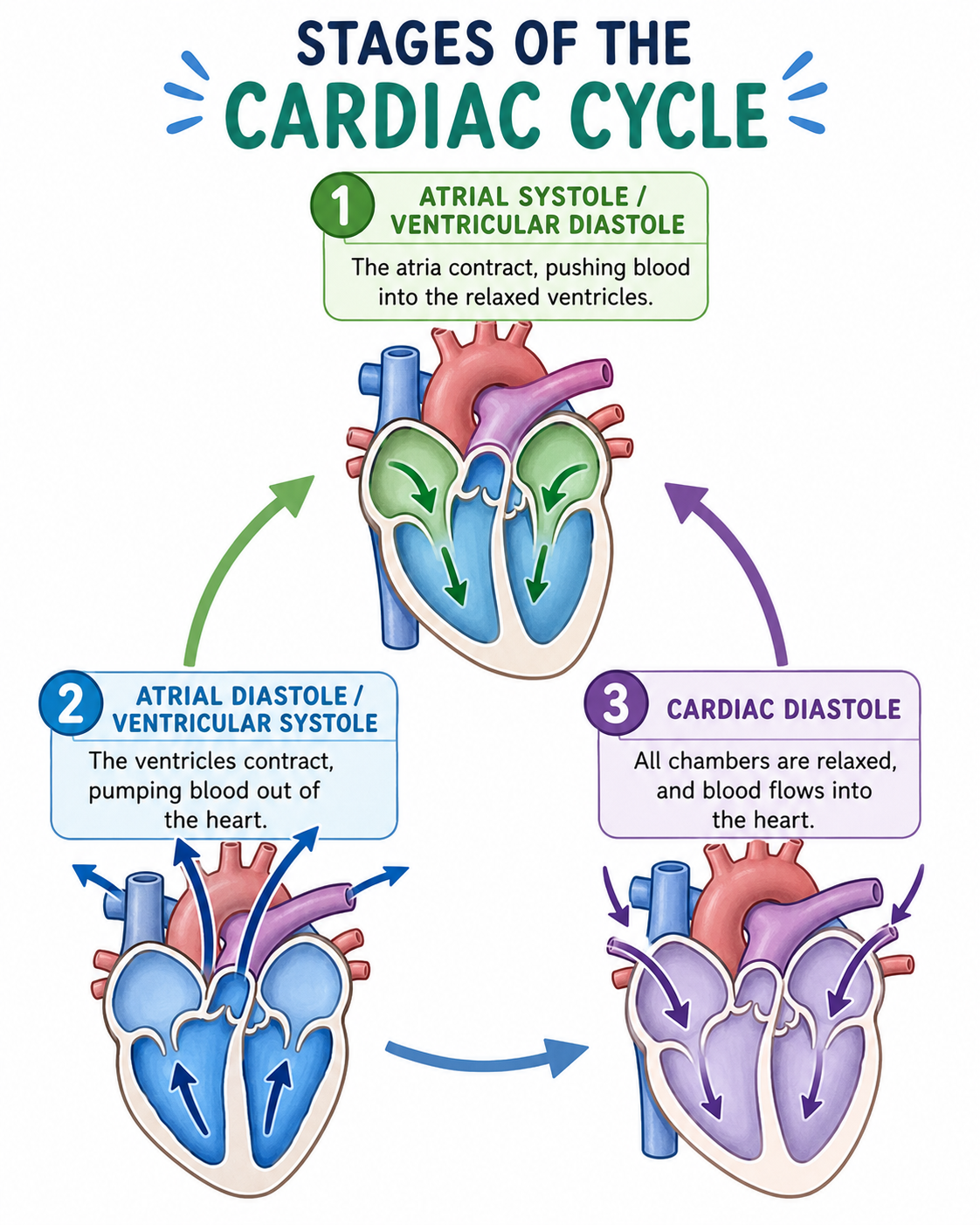 What the cardiac cycle is