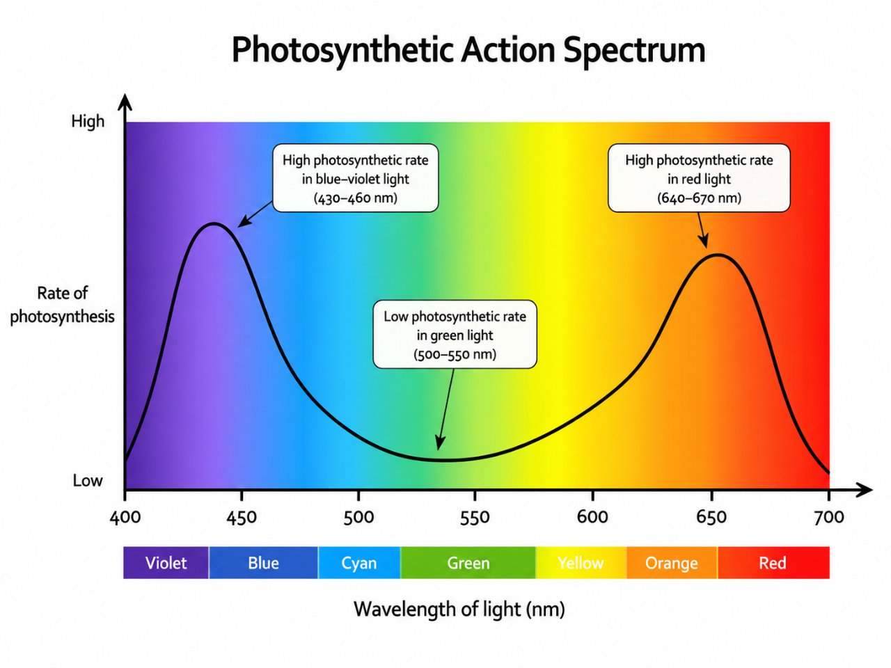 Action spectrum
