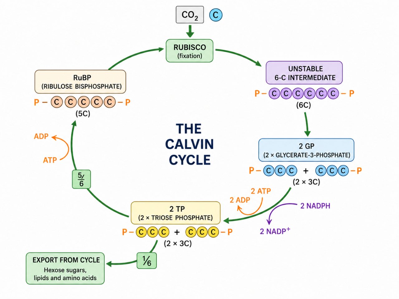Light and the Calvin cycle