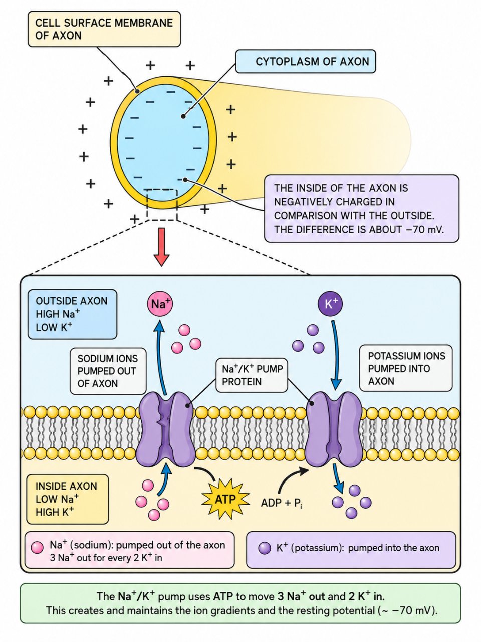 Resting potential