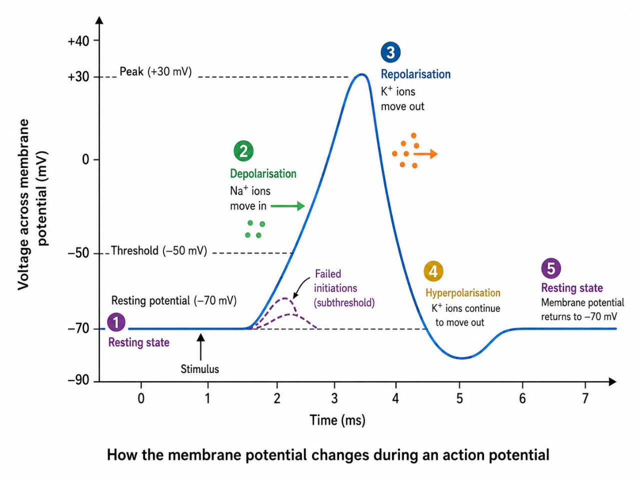 Generating an action potential
