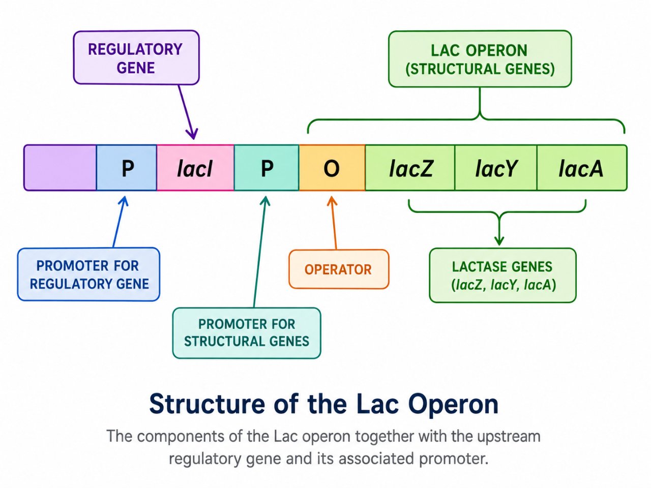 Structure of the lac operon