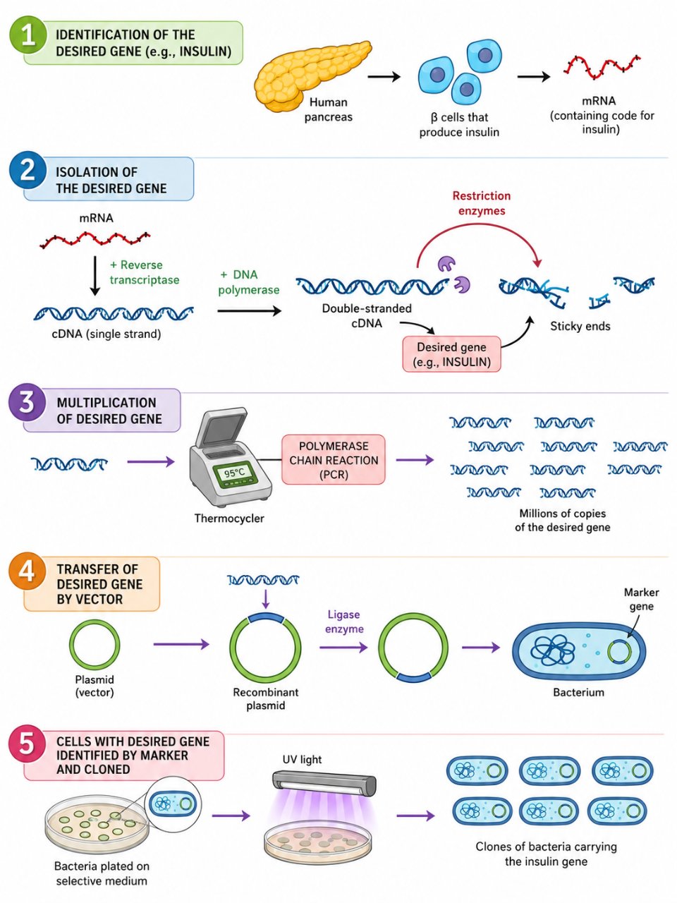 Steps of genetic engineering