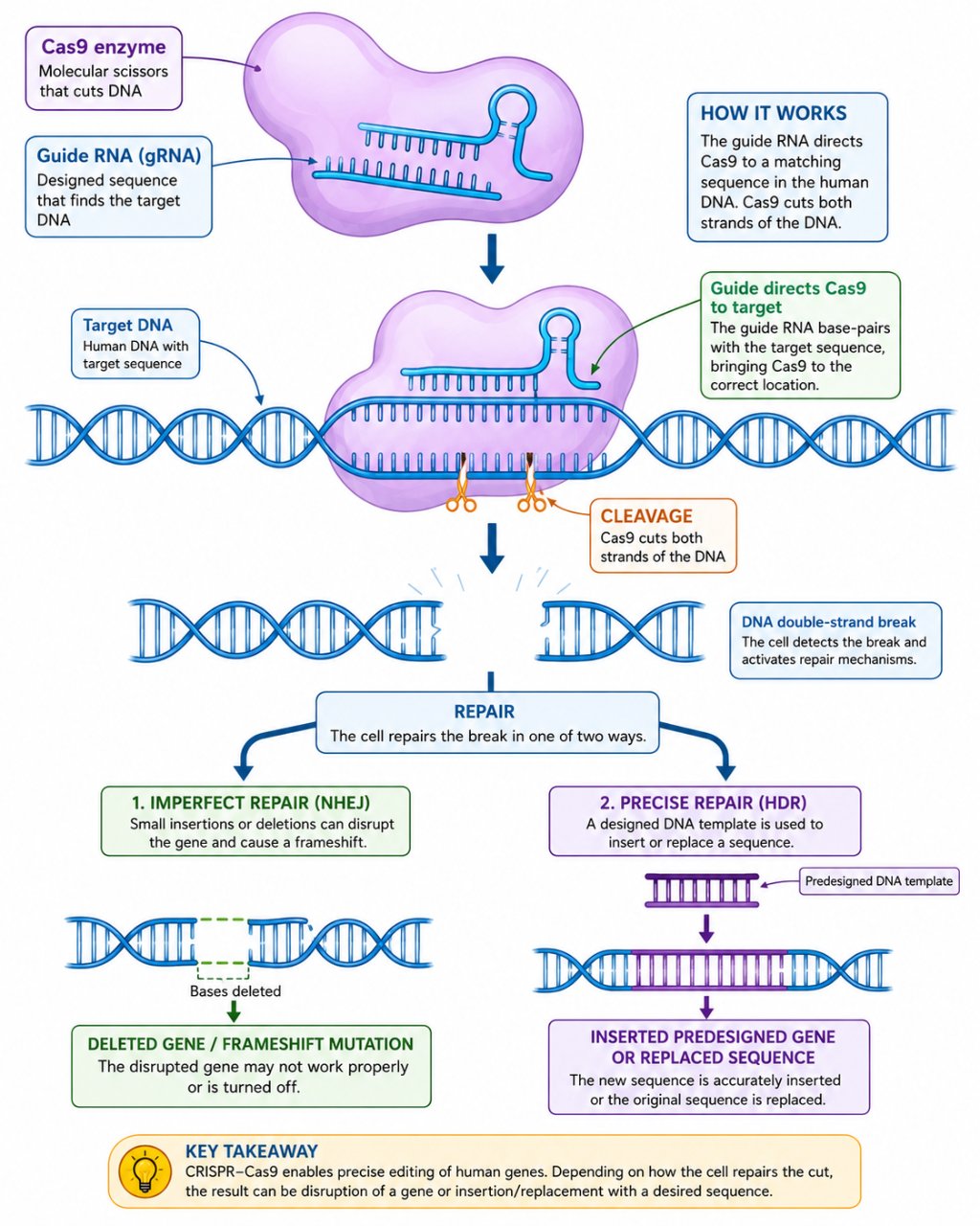 CRISPR-Cas9