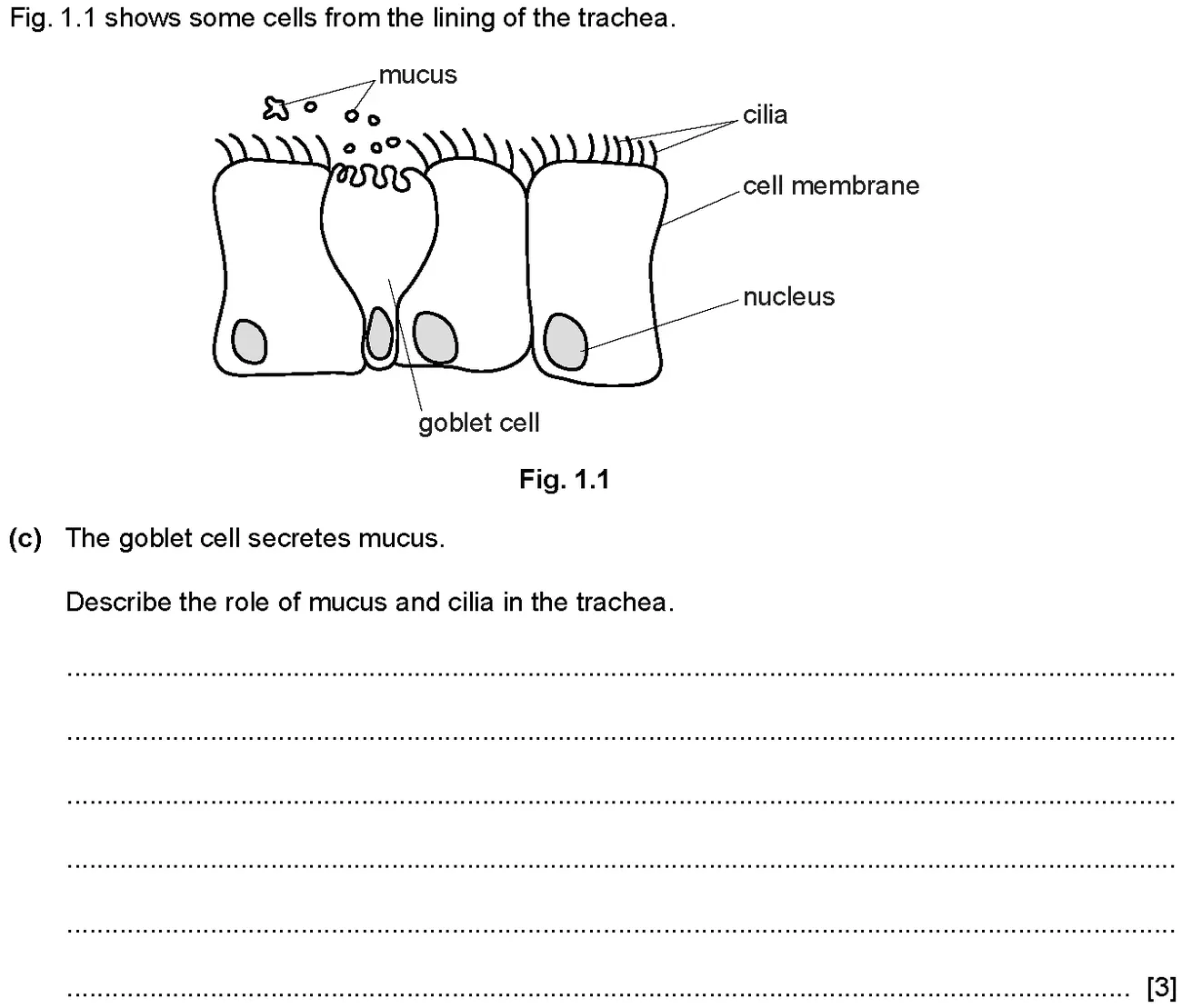 Checkpoint quiz written question 1 (c)