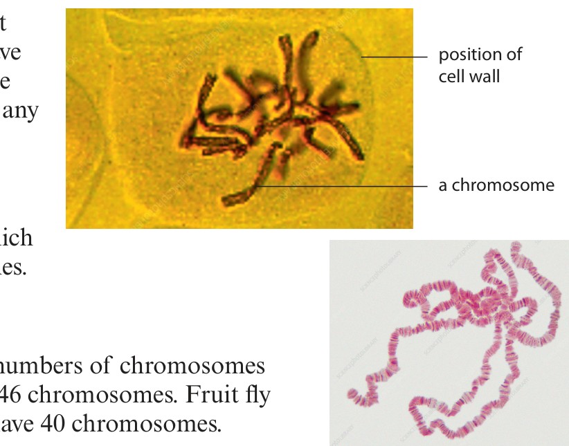 Dr Dabour Hub Academy - figure 1