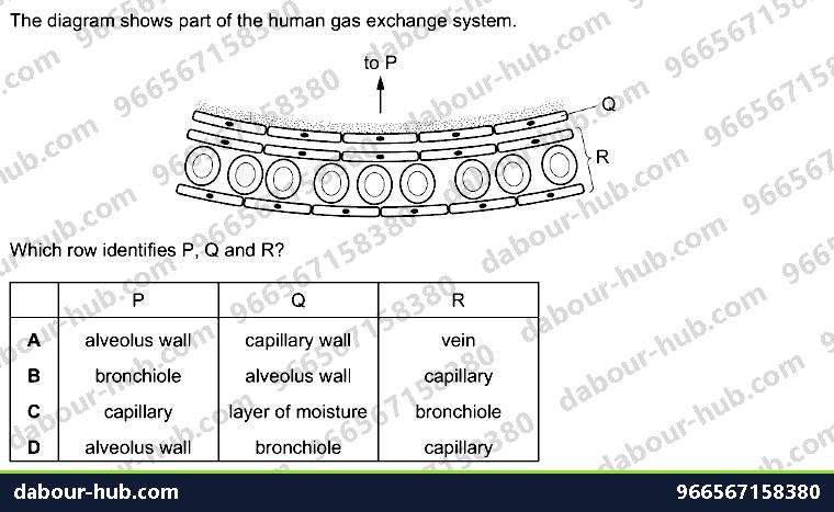 IGCSE Biology 11.1 Gas exchange in humans WITH ALVEOLI - Question 8