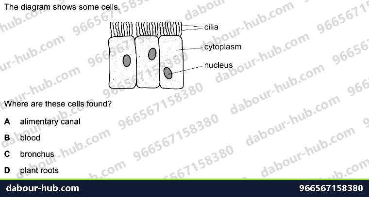 IGCSE Biology 11.4 Protection of the gas exchange - Question 3