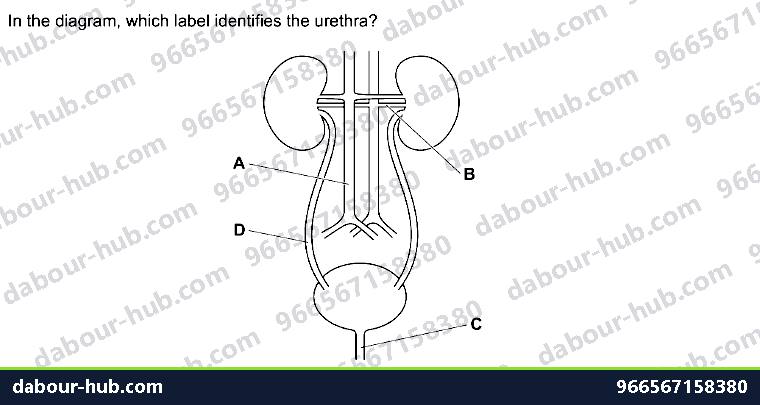 IGCSE Biology 13.1 Extractory System - Question 3