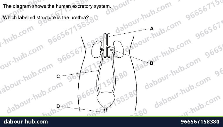IGCSE Biology 13.1 Extractory System - Question 6