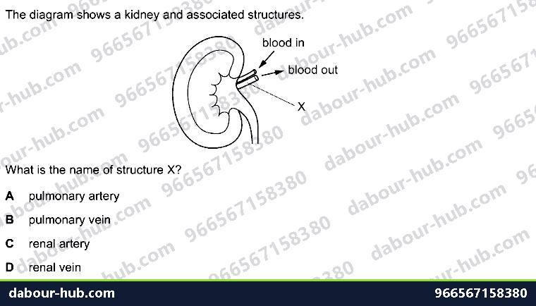 IGCSE Biology 13.2 Kidney Structure - Question 3