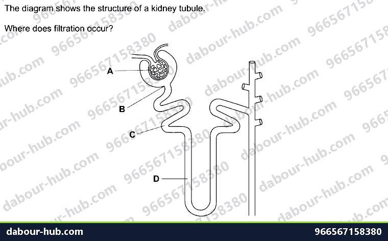 IGCSE Biology 13.3 Glomerulus, Nephrone - Question 1