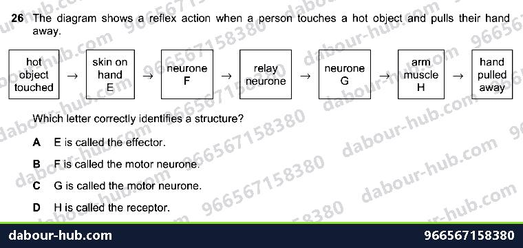 IGCSE Biology 14.2 reflex arc, ACTION - Question 15
