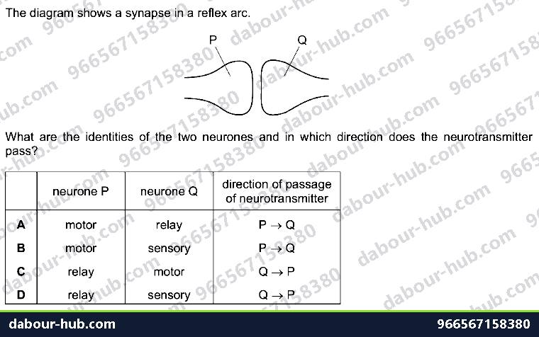 IGCSE Biology 14.2 reflex arc, ACTION - Question 5