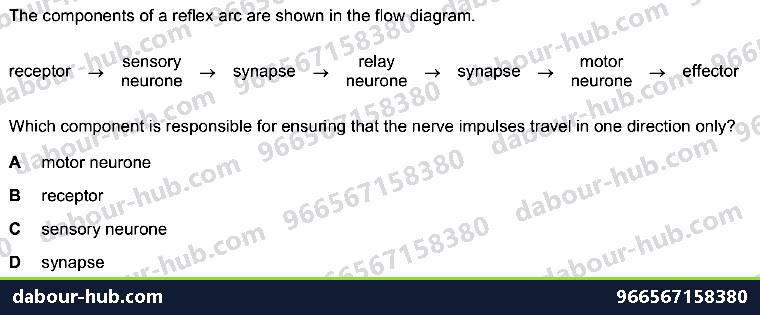 IGCSE Biology 14.2 reflex arc, ACTION - Question 9