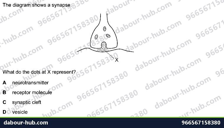 IGCSE Biology 14.3 Synapse - Question 1