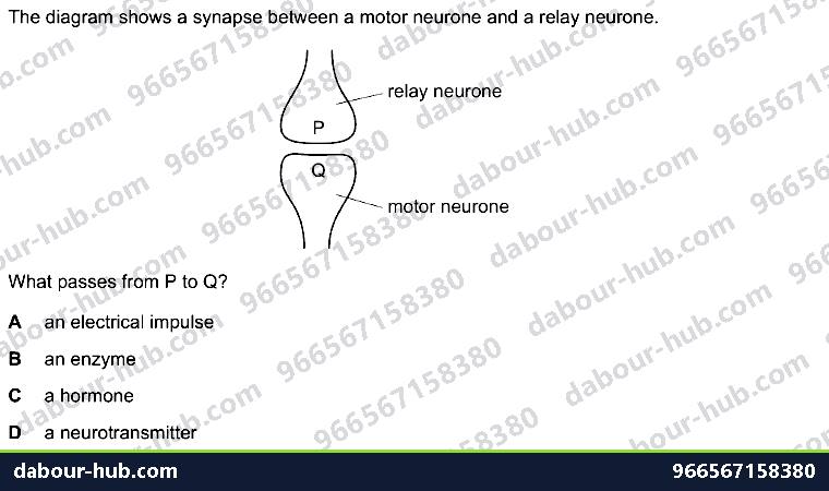 IGCSE Biology 14.3 Synapse - Question 8
