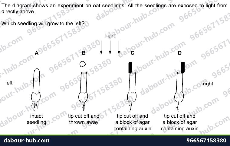 IGCSE Biology 14.7 Tropic responses - Question 8