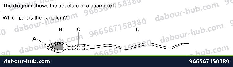 IGCSE Biology 16.4 Sexual reproduction in humans - Question 6