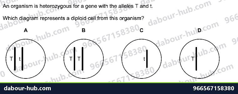 IGCSE Biology 17.1 DNA, Chromosomes, genes and ALLELES (X, Y) - Question 12