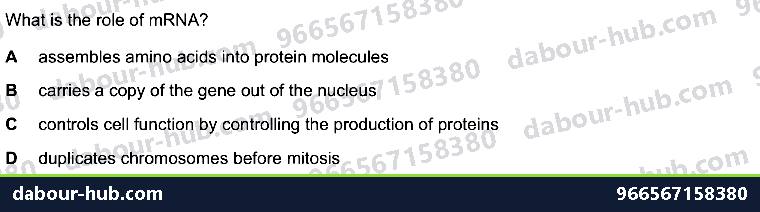 IGCSE Biology 17.2 Protein Synthesis - Question 4