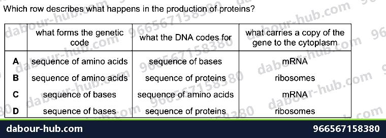 IGCSE Biology 17.2 Protein Synthesis - Question 7