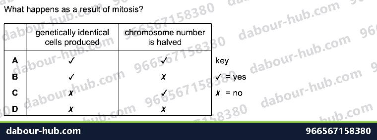 IGCSE Biology 17.3 MITOSIS, stem cell - Question 10