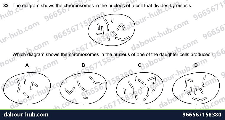 IGCSE Biology 17.3 MITOSIS, stem cell - Question 11