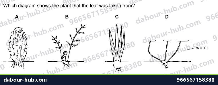 IGCSE Biology 18.3 Adaptive features - Question 10