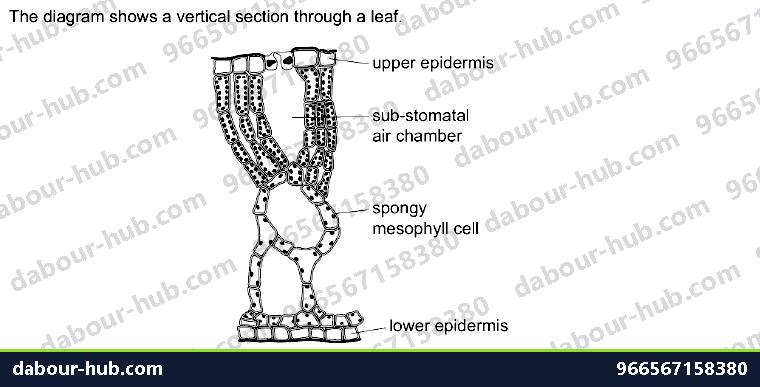 IGCSE Biology 18.3 Adaptive features - Question 9