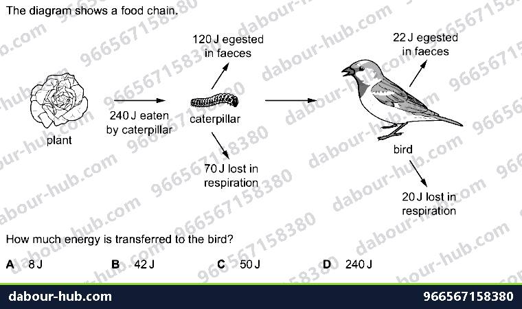 IGCSE Biology 19.1 Energy flow and consumers - Question 3