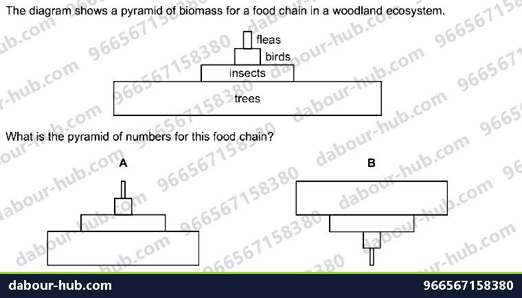 IGCSE Biology 19.2 Food chains, food webs and pyramids - Question 2