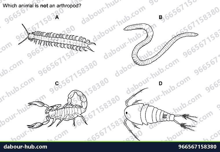 IGCSE Biology 1.5 Kingdoms - Question 13