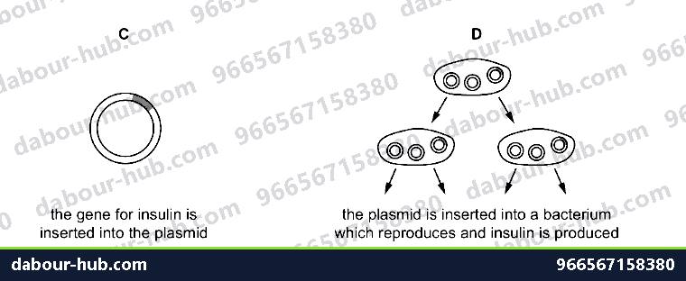 IGCSE Biology 21.3 Genetic modification II - Question 14