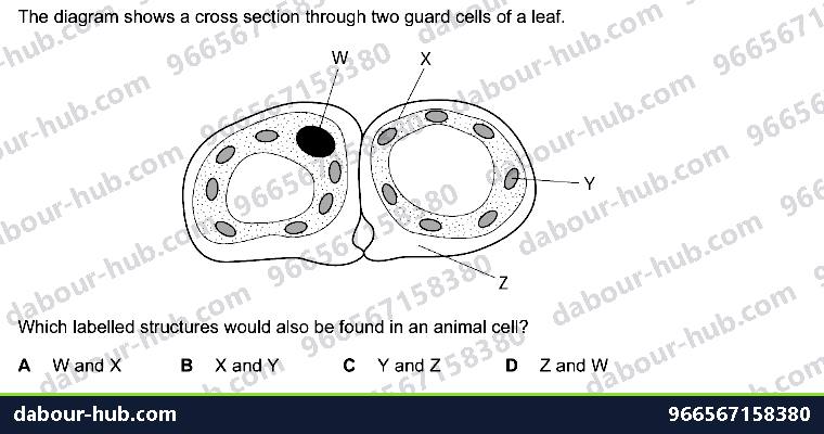 IGCSE Biology 2.1 Animal and Plant Cells - Question 3