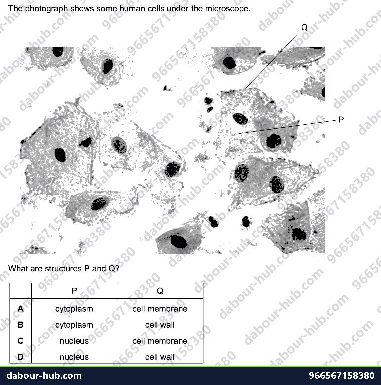IGCSE Biology 2.1 Animal and Plant Cells - Question 5