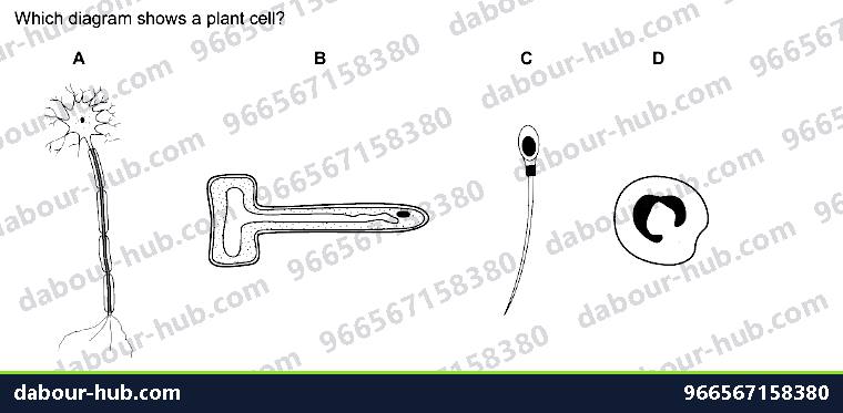 IGCSE Biology 2.2 Specialisation - Question 10