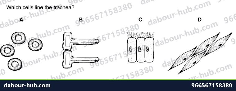 IGCSE Biology 2.2 Specialisation - Question 14