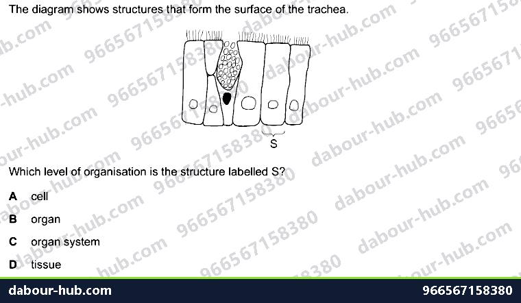 IGCSE Biology 2.3 Level of Organisation - Question 13