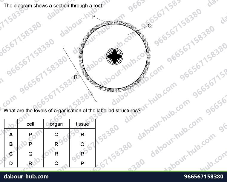 IGCSE Biology 2.3 Level of Organisation - Question 14