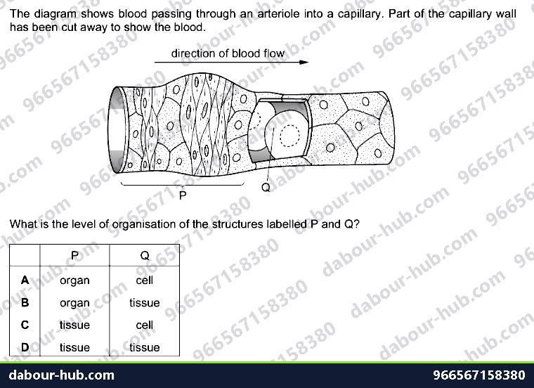IGCSE Biology 2.3 Level of Organisation - Question 15