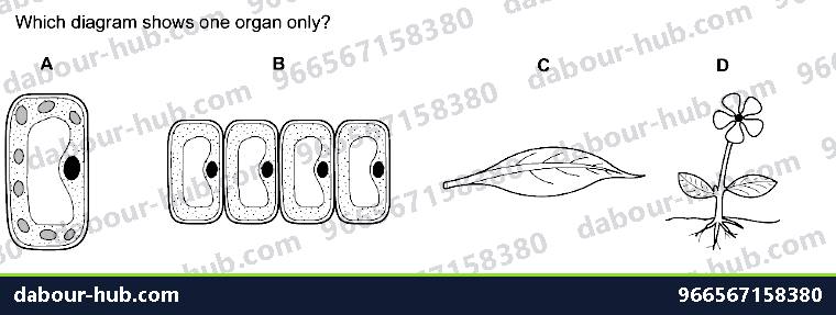 IGCSE Biology 2.3 Level of Organisation - Question 2