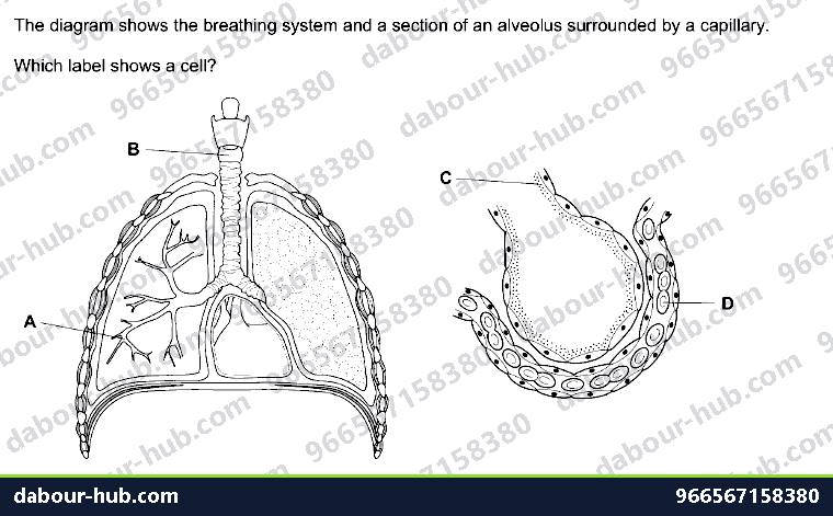 IGCSE Biology 2.3 Level of Organisation - Question 3