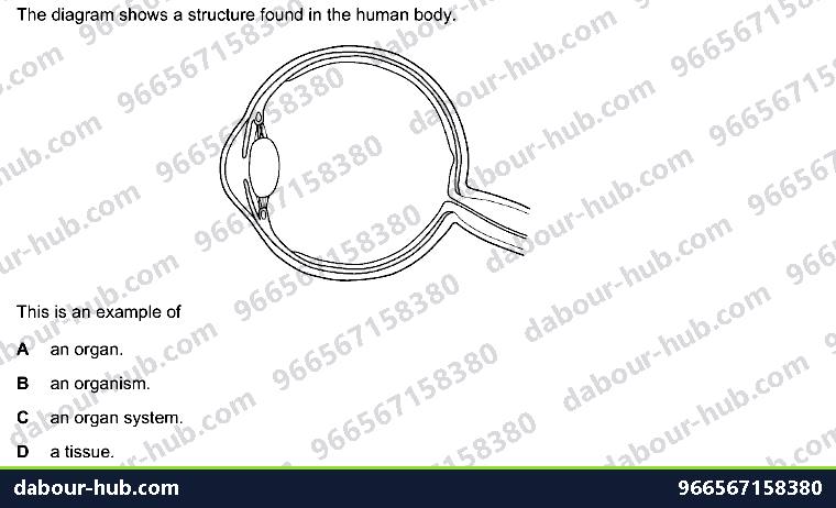IGCSE Biology 2.3 Level of Organisation - Question 4