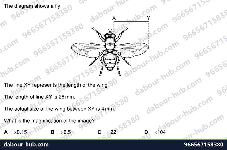 IGCSE Biology 2.4 Magnification - Question 11