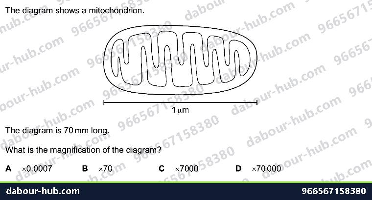 IGCSE Biology 2.4 Magnification - Question 13