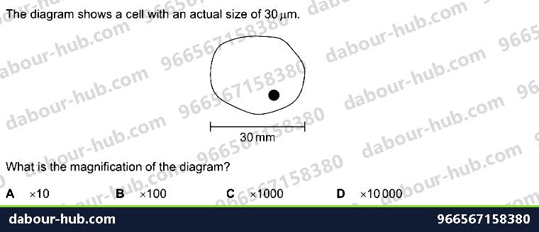 IGCSE Biology 2.4 Magnification - Question 14