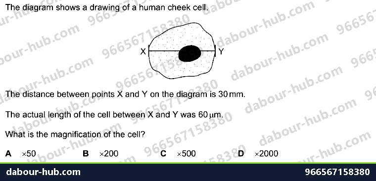IGCSE Biology 2.4 Magnification - Question 15
