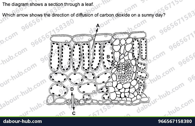 IGCSE Biology 3.1 Diffusion - Question 3