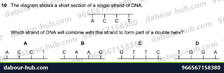 IGCSE Biology 4.2 Dna Molecule - Question 11